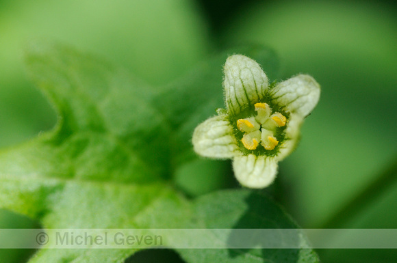Heggenrank; White bryony; Bryonia dioica