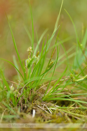Geelgroene zegge; Yellow sedge; Carex oederi subsp. oedocarpa