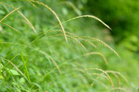 Hondstarwegras;  Bearded Couch; Elymus caninus
