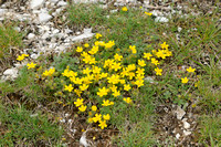Voorjaarsganzerik; Spring Cinquefoil; Potentilla tabernaemontani