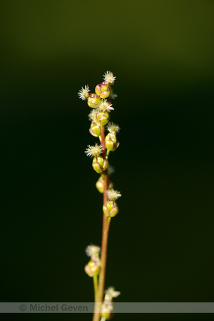 Moeraszoutgras; Marsh Arrowgrass; Triglochin palustris