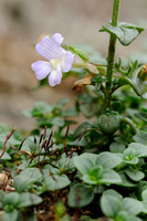 Marjoleinbekje - Malling Toadflax - Chaenorhinum origanifolium