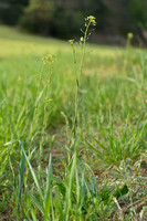 Kleinzadige huttentut - Smallseed Falseflax - Camelina microcarpa