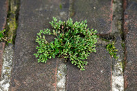 Kransmuur - Four-leaved Allseed - Polycarpon tetraphyllum