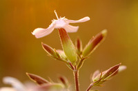 Zeepkruid; Soapwort; Saponaria officinalis;