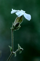 Avondkoekoeksbloem - White campion -  Silene latifolia