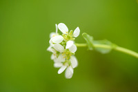 Echt lepelblad; Common scurbygrass; Cochlearia officinalis subsp