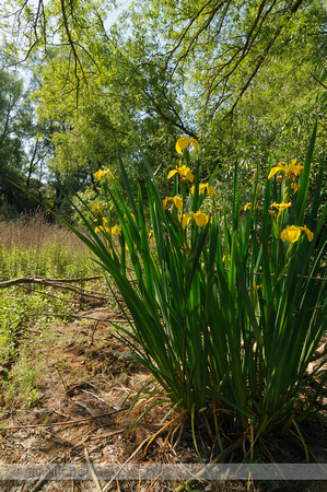 Gele Lis; Yellow Flag; Iris pseudocorus