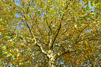 Plataan; Plane tree; Platanus hispanica