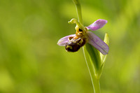 Bijenorchis - Bee Orchid - Ophrys apifera