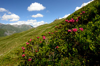 Roestkleurig alpenroosje; Alpen Rose; Rhododendron ferrugineum