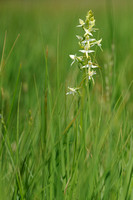 Welriekende Nachtorchis; Lesser Butterfly-Orchid; Platanthera bi