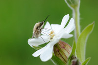 Grote Wolzwever; Bombylius major; large bee fly