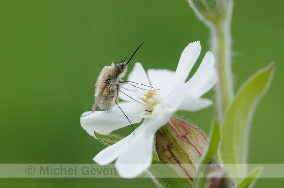 Grote Wolzwever; Bombylius major; large bee fly