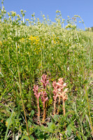 Walstrobremraap; Orobanche caryophyllacea;Clove-scented Broomrap