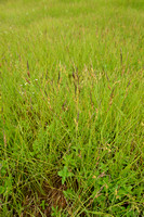 Zwarte zegge; Common Sedge; Carex nigra