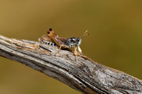 Bokssprinkhaan; Club-legged Grasshopper; Gomphocerus sibiricus