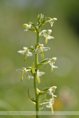 Bergnachtorchis; Greater Butterfly-orchid; Platanthera montana;