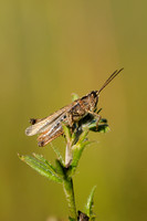 Steppesprinkhaan - Heath Grasshopper - Chorthippus vagans