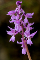 Mannetjesorchis; Orchis mascula; Early-purple Orchid