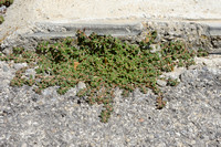 Straatwolfsmelk; Euphorbia maculata