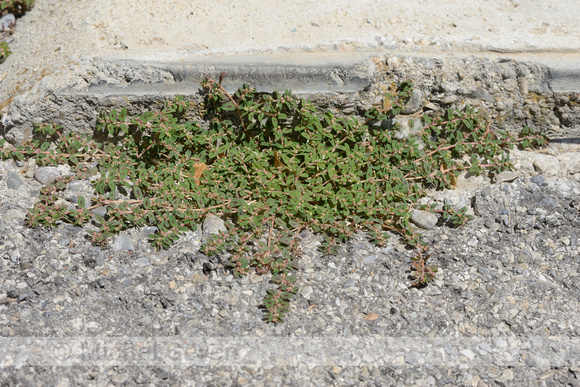 Straatwolfsmelk; Euphorbia maculata