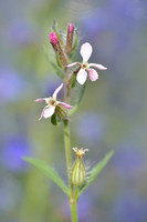 Franse silene; Small-flowered catchfly; Silene gallica