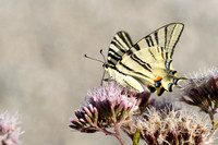 Koningspage; Scarce Swallowtail; Iphiclides podalirius