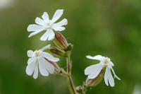 White Campion; Avondkoekoeksbloem;Silene latifolia
