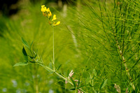 Veldlathyrus; Meadow Vetchling; Lathyrus pratensis;