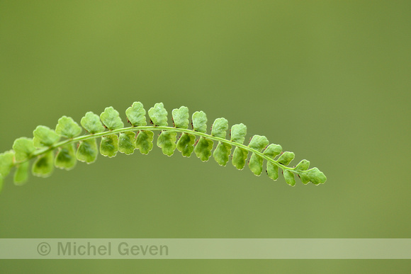 Groensteel; Green Spleenwort; Asplenium viride;
