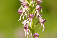 Poppenorchis x Soldaatje; Orchis x spuria