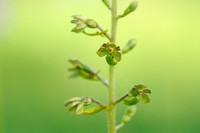Grote Keverorchis - Common Twayblade - Neottia ovata