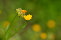 Akkergoudsbloem; Field Marigold; Calendula arvensis;