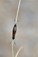 Zuidelijke sint-jansvlinder; Zygaena transalpina