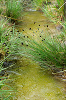 Knopbies - Zwarte Knopbies -  Black Bog-rush -  Schoenus nigricans