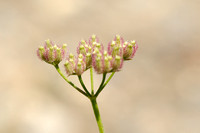 Akkerdoornzaad - Spreading Hedge-parsley - Torilis arvensis