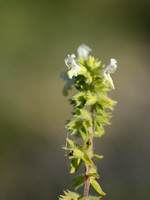 Zomerandoorn; Annual Yellow-woundwort; Stachys annua;