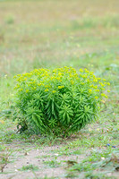 Heksenmelk; Leafy spurge; Euphorbia esula