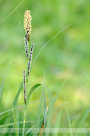 Scherpe Zegge; Slender Tufted-sedge; Carex acuta;