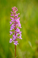 Grote Muggenorchis; Fragrant Orchid; Gymnadienia conopsea;
