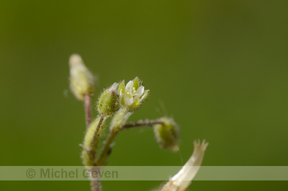 Steenhoornbloem; Dwarf Mouse-ear; Cerastium pumilum;