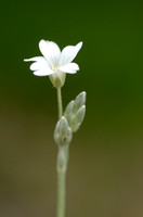 Viltige Hoornbloem; Cerastium tomentosum