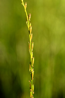 Moeraszoutgras; Marsh Arrowgras; Triglochin palustris