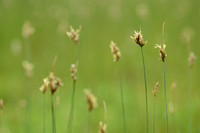 Kustzegge; Divided Sedge; Carex divisa