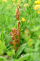 Sierlijke bremraap; Slender Broomrape; Orobanche gracilis