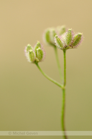 Akkerdoornzaad;Spreading Hedge-parsley; Torilis arvensis;