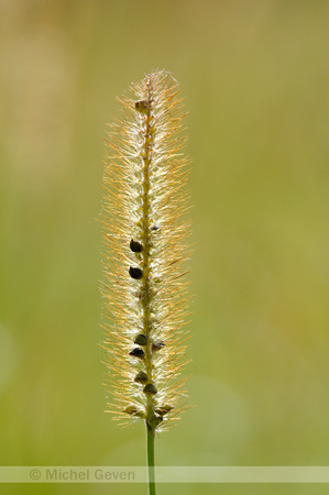 Geelrode Naaldaar;Yellow Bristlegrass;Setaria pumila