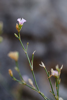 Kleine Mantelanjer - Tunicflower - Petrorhagia saxifraga