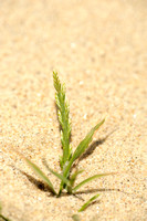 Laksteeltje - Sea Fern-grass - Catapodium marinum